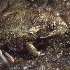 Neobatrachus sudellae (Sudell's Frog or Common Spadefoot) at Macgregor, ACT - 7 Sep 1978 by wombey