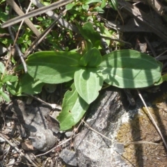 Unidentified at Aranda Bushland - 13 Mar 2016 by catherine.gilbert