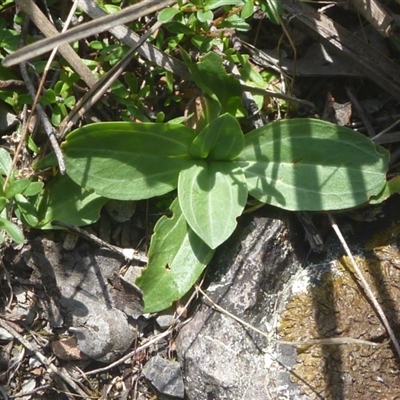 Unidentified at Aranda Bushland - 13 Mar 2016 by catherine.gilbert