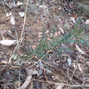 Indigofera adesmiifolia at Garran, ACT - 3 Apr 2016