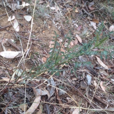Indigofera adesmiifolia (Tick Indigo) at Red Hill Nature Reserve - 3 Apr 2016 by Ross