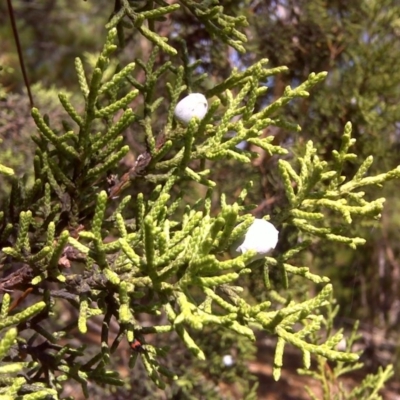 Hesperocyparis macrocarpa (Monterey Cypress) at Isaacs Ridge - 23 Mar 2016 by Mike
