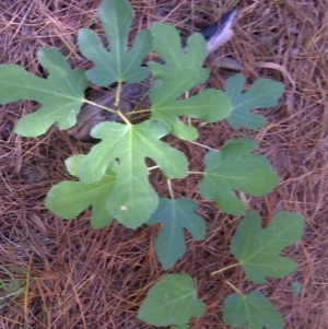 Ficus carica at Isaacs, ACT - 23 Mar 2016 11:30 AM