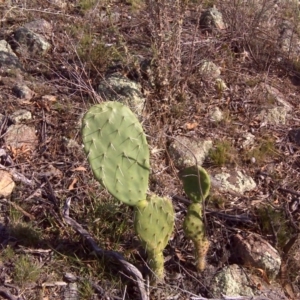 Opuntia stricta at Isaacs, ACT - 3 Apr 2016