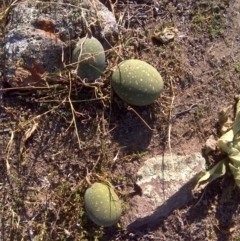 Citrullus amarus (Wild Melon, Camel Melon, Bitter Melon) at Isaacs Ridge - 3 Apr 2016 by Mike