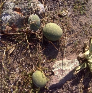 Citrullus amarus at Isaacs Ridge - 3 Apr 2016