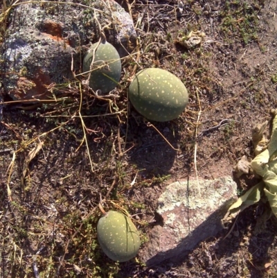 Citrullus amarus (Wild Melon, Camel Melon, Bitter Melon) at Isaacs Ridge - 3 Apr 2016 by Mike