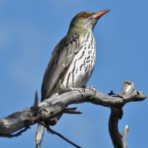 Oriolus sagittatus at Majura, ACT - 30 Sep 2015