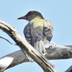 Oriolus sagittatus at Majura, ACT - 30 Sep 2015 12:00 AM