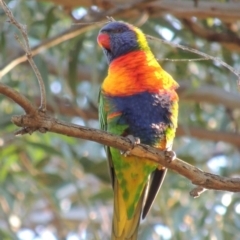 Trichoglossus moluccanus (Rainbow Lorikeet) at Conder, ACT - 3 Apr 2016 by michaelb