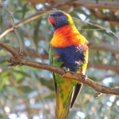 Trichoglossus moluccanus (Rainbow Lorikeet) at Conder, ACT - 3 Apr 2016 by michaelb