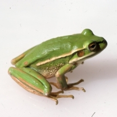 Litoria aurea (Green and Golden Bell Frog) at Durran Durra, NSW - 2 Dec 1975 by wombey