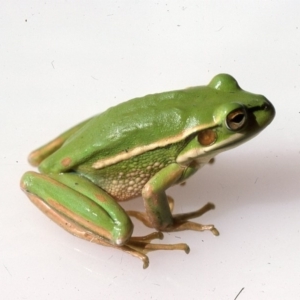 Litoria aurea at Durran Durra, NSW - suppressed