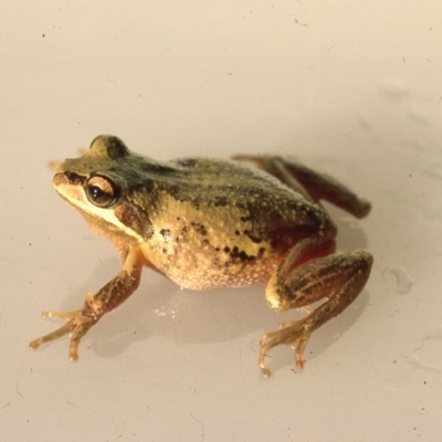 Litoria verreauxii verreauxii (Whistling Tree-frog) at Mongarlowe River - 28 Jan 1976 by wombey