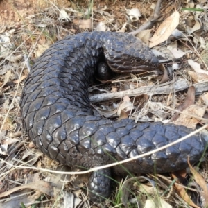 Tiliqua rugosa at Hackett, ACT - 3 Apr 2016