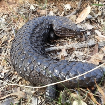 Tiliqua rugosa (Shingleback Lizard) at Mount Majura - 2 Apr 2016 by waltraud