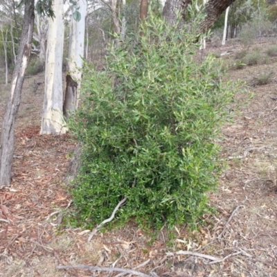 Olea europaea subsp. cuspidata (African Olive) at Mount Majura - 28 Mar 2016 by waltraud