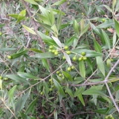 Olea europaea subsp. cuspidata at Hackett, ACT - 28 Mar 2016