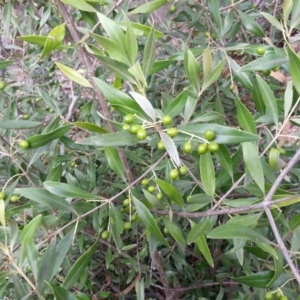 Olea europaea subsp. cuspidata at Hackett, ACT - 28 Mar 2016 04:52 PM