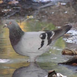 Columba livia at Theodore, ACT - 2 Apr 2016 06:28 PM