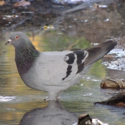 Columba livia (Rock Dove (Feral Pigeon)) at Theodore, ACT - 2 Apr 2016 by michaelb