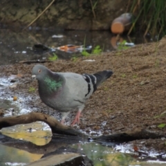 Columba livia at Theodore, ACT - 2 Apr 2016 06:28 PM