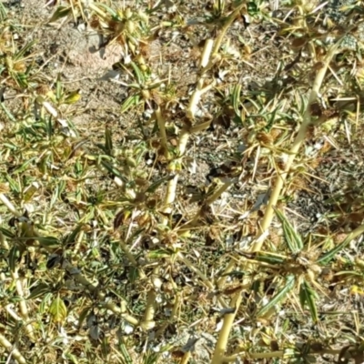 Xanthium spinosum (Bathurst Burr) at Isaacs Ridge - 3 Apr 2016 by Mike