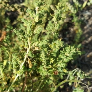 Dysphania pumilio at Isaacs Ridge - 3 Apr 2016 03:53 PM