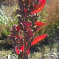 Chenopodium album (Fat Hen) at Isaacs Ridge - 3 Apr 2016 by Mike