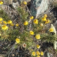 Xerochrysum viscosum (Sticky Everlasting) at Isaacs Ridge - 3 Apr 2016 by Mike