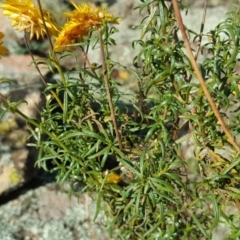 Xerochrysum viscosum at Isaacs Ridge - 3 Apr 2016 02:57 PM