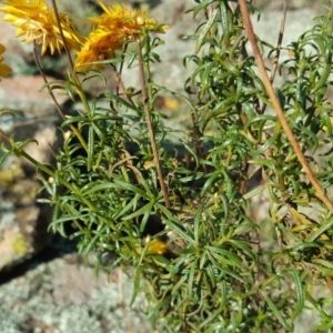 Xerochrysum viscosum at Isaacs Ridge - 3 Apr 2016 02:57 PM