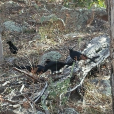 Corcorax melanorhamphos (White-winged Chough) at Isaacs Ridge - 3 Apr 2016 by Mike