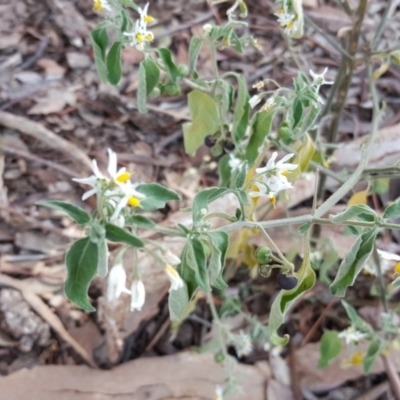 Solanum chenopodioides (Whitetip Nightshade) at Jerrabomberra, ACT - 3 Apr 2016 by Mike