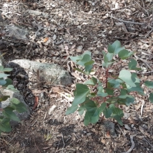 Brachychiton populneus subsp. populneus at Jerrabomberra, ACT - 3 Apr 2016