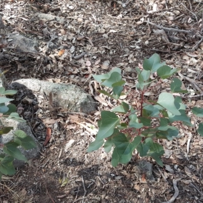 Brachychiton populneus subsp. populneus (Kurrajong) at Jerrabomberra, ACT - 3 Apr 2016 by Mike