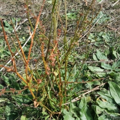 Rumex brownii (Slender Dock) at Symonston, ACT - 3 Apr 2016 by Mike