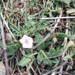 Convolvulus angustissimus subsp. angustissimus at Isaacs Ridge - 3 Apr 2016