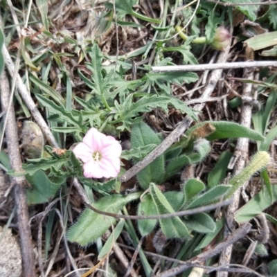 Convolvulus angustissimus subsp. angustissimus (Australian Bindweed) at Symonston, ACT - 3 Apr 2016 by Mike