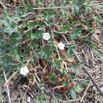 Geranium potentilloides (Soft Crane's-bill) at Symonston, ACT - 3 Apr 2016 by Mike