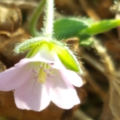 Geranium potentilloides at Symonston, ACT - 3 Apr 2016 12:42 PM