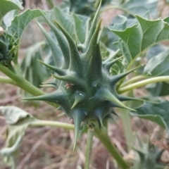 Datura ferox (Fierce Thornapple, Longspine Thornapple) at Isaacs Ridge - 3 Apr 2016 by Mike