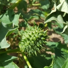 Datura stramonium (Common Thornapple) at Isaacs Ridge and Nearby - 3 Apr 2016 by Mike