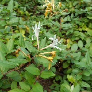 Lonicera japonica at Isaacs, ACT - 3 Apr 2016