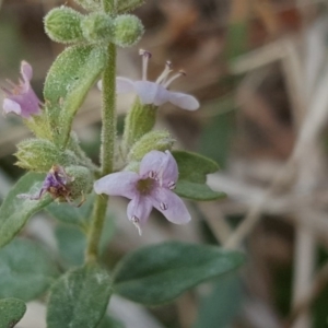 Mentha diemenica at Isaacs, ACT - 3 Apr 2016 11:59 AM