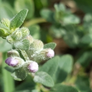 Mentha diemenica at Isaacs, ACT - 3 Apr 2016 11:59 AM