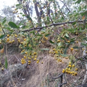 Pyracantha fortuneana at Watson, ACT - 4 Apr 2016