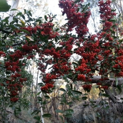 Pyracantha fortuneana (Firethorn) at Mount Majura - 4 Apr 2016 by waltraud