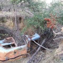 Pyracantha fortuneana at Watson, ACT - 4 Apr 2016