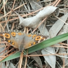 Junonia villida (Meadow Argus) at Isaacs Ridge and Nearby - 3 Jan 2016 by Mike